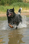 running Australian Cattle Dog