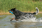 playing Australian Cattle Dog