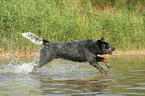 running Australian Cattle Dog