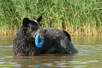 bathing Australian Cattle Dog