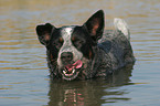 bathing Australian Cattle Dog