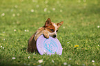 Australian Cattle Dog Puppy