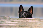 Australian Cattle Dog Portrait