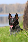 Australian Cattle Dog Portrait