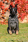 sitting Australian Cattle Dog