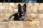 lying Australian Cattle Dog