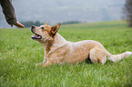 lying Australian Cattle Dog