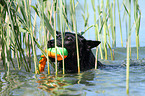 playing Australian Cattle Dog