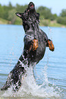 jumping Australian Cattle Dog