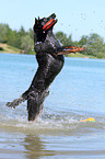 playing Australian Cattle Dog