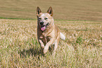 running Australian Cattle Dog