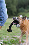 retrieving Australian Cattle Dog