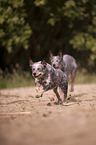 2 Australian Cattle Dogs