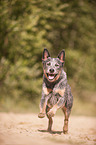 running Australian Cattle Dog