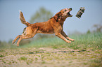 playing Australian Cattle Dog