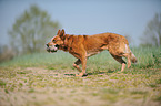 playing Australian Cattle Dog