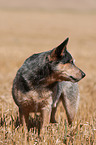 Australian Cattle Dog