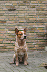 sitting Australian Cattle Dog