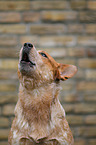 Australian Cattle Dog Portrait