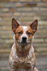 Australian Cattle Dog Portrait