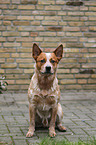 sitting Australian Cattle Dog