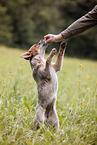 begging Australian Cattle Dog