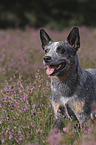 standing Australian Cattle Dog