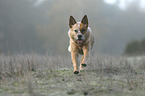 running Australian Cattle Dog