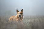 Australian Cattle Dog