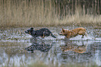 Australian Cattle Dogs in the water