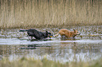 Australian Cattle Dogs in the water