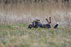 lying Australian Cattle Dog