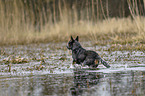 Australian Cattle Dog in the water