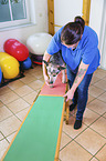 Australian Cattle Dog in animal physiotherapy