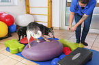 Australian Cattle Dog and Cat in animal physiotherapy