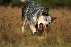 running Australian Cattle Dog