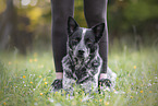 lying Australian Cattle Dog