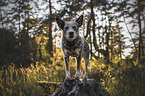 Australian Cattle Dog