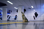 sitting Australian Cattle Dog