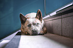 lying Australian Cattle Dog