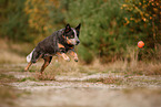 Australian Cattle Dog in autumn