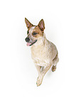 sitting Australian Cattle Dog