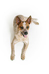 lying Australian Cattle Dog