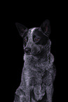 Australian Cattle Dog Portrait