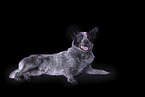 lying Australian Cattle Dog