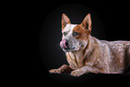 lying Australian Cattle Dog