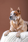 lying Australian Cattle Dog