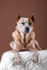 lying Australian Cattle Dog