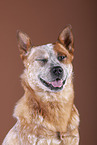 Australian Cattle Dog Portrait