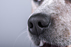 Australian Cattle Dog nose
